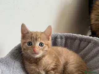 Mixed Breed cats Kittens for sale in Liverpool - Advert 1