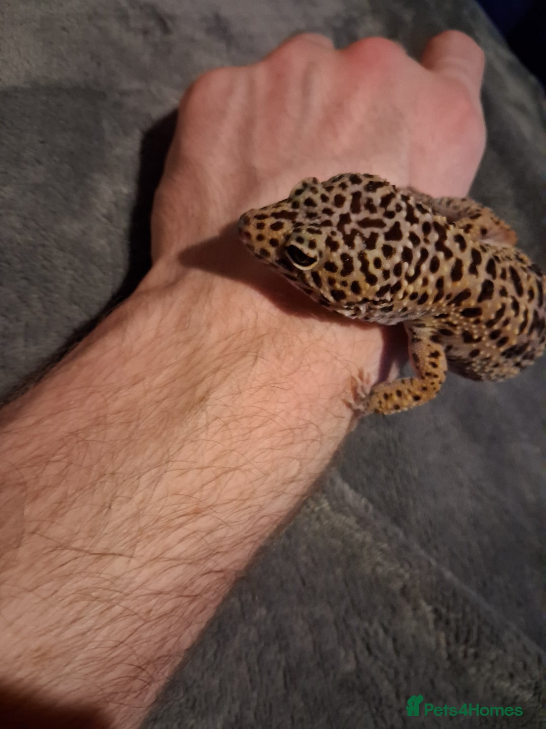 Leopard Gecko reptiles for sale: £20 Leopard geckos - Advert 8
