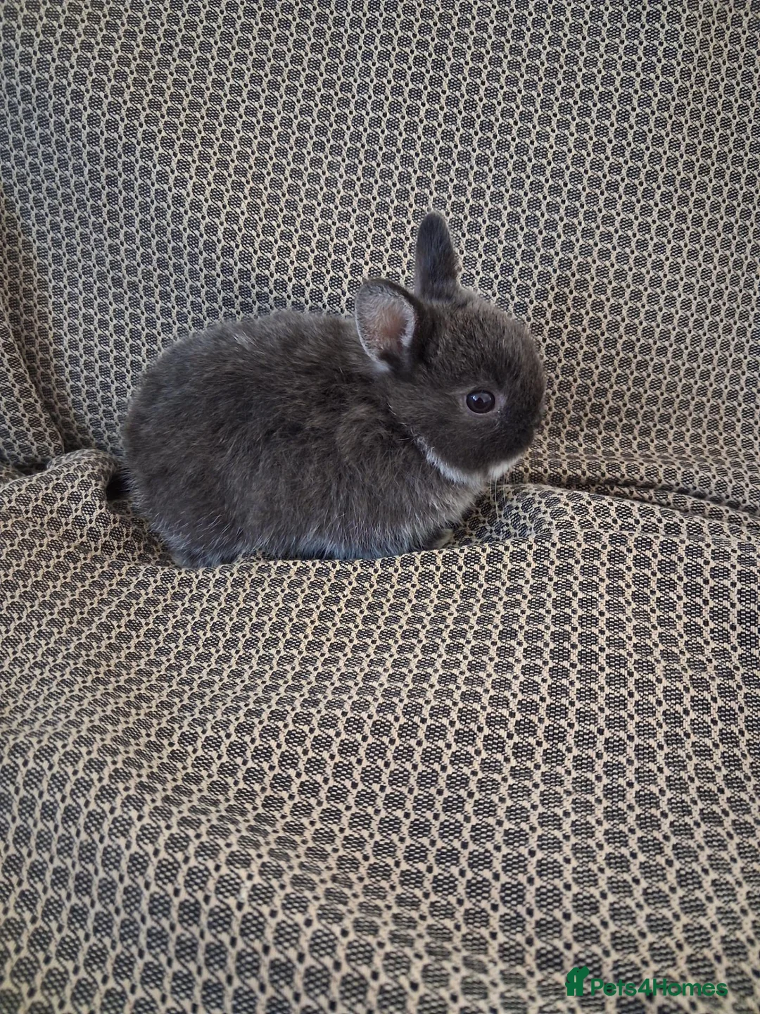 Netherland Dwarf rabbits for sale: Netherlands Dwarf rabbits (4) ready 21st November  in Dawlish - Advert 4