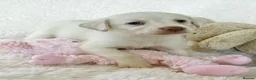 Labrador Retriever dogs for sale: Health Tested KC Registered Labrador Pups - Advert 9