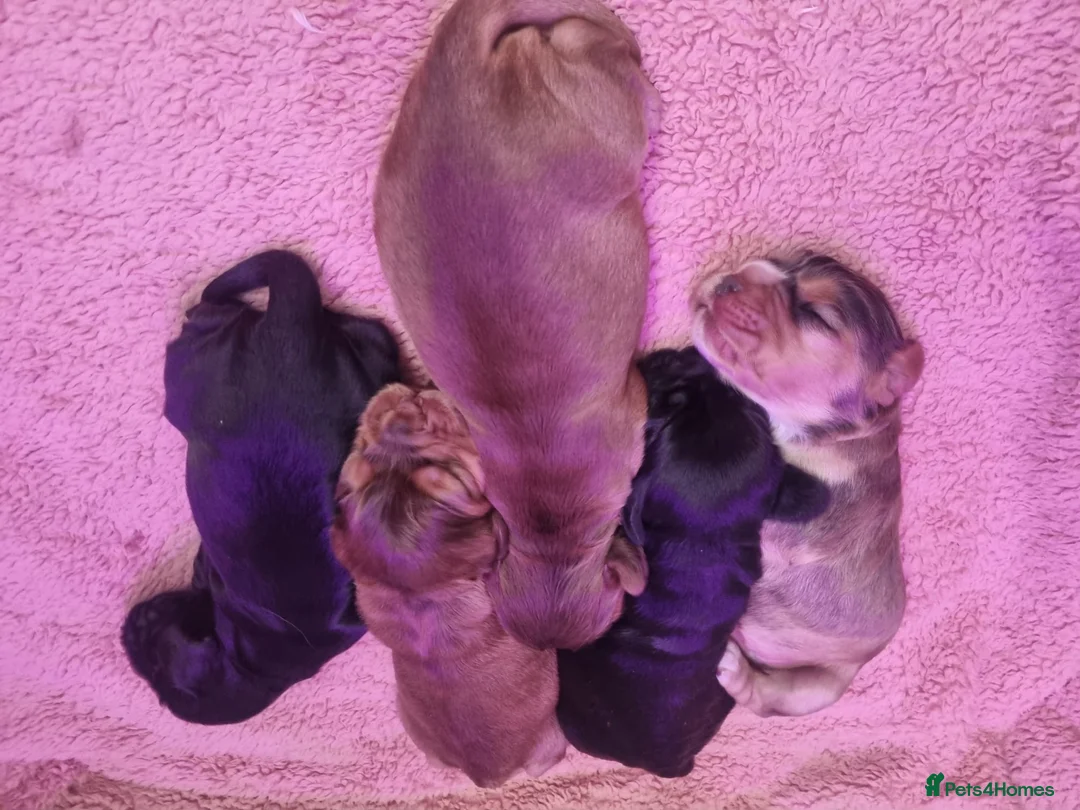 Cocker Spaniel dogs for sale: Stunning show cocker spaniel puppy’s  - Advert 2