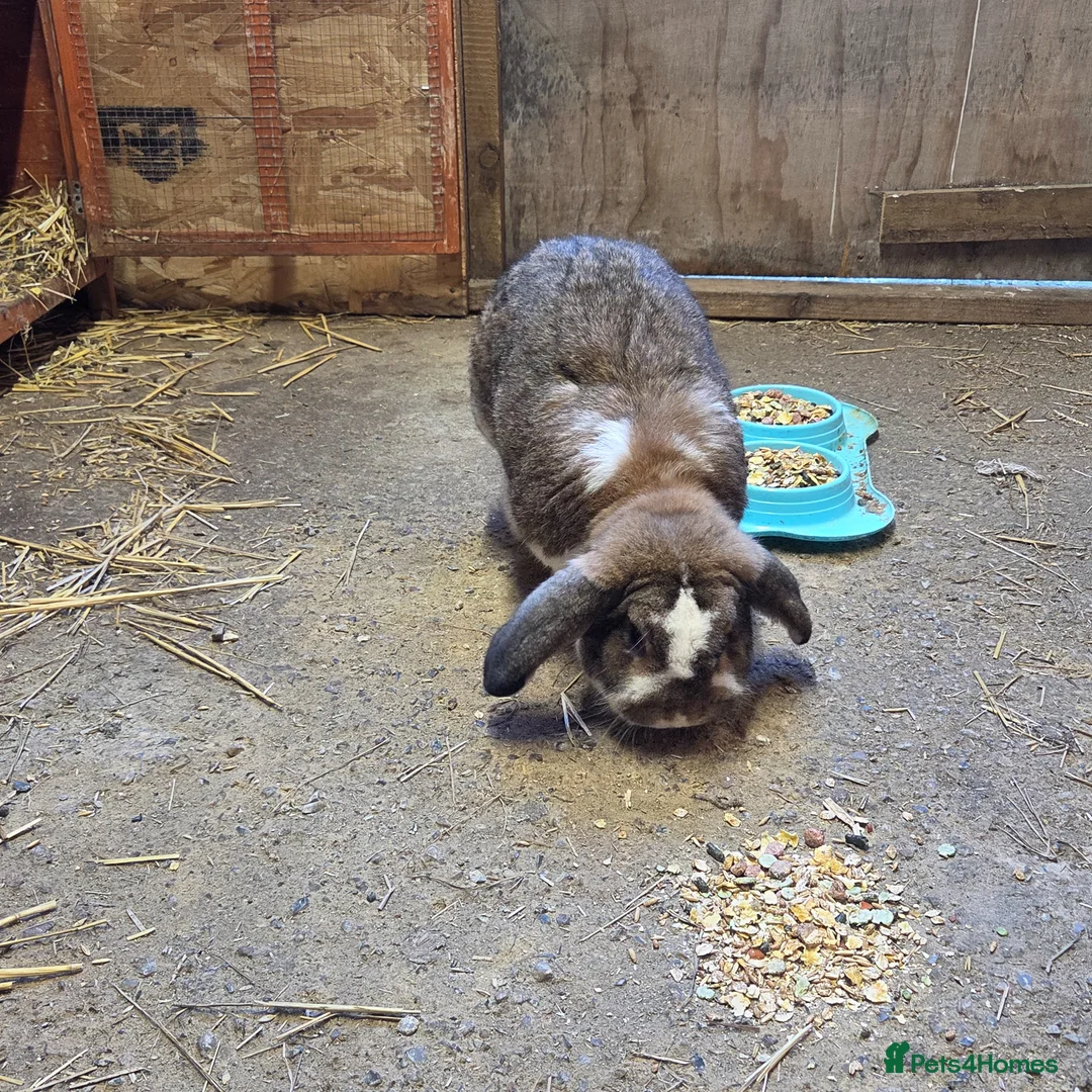 French Lop rabbits for sale: Giant french lop buck - Advert 1