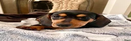 Miniature Dachshund dogs for sale: 💕 Ready Now and Reduced! Lovely Mini Doxies - Advert 16