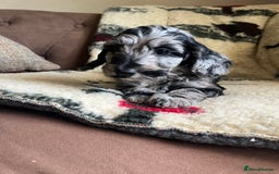 Cockapoo dogs for sale: 1st vac! Extensively health tested F1 cockerpoos   in Goole - Image 18