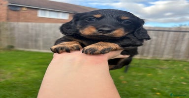 Miniature Dachshund dogs - Advert 15