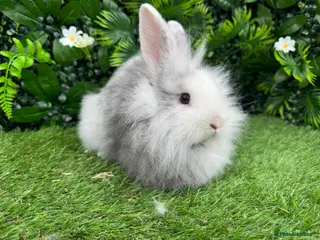 Mini Lop rabbits Last lion head baby - Advert 14