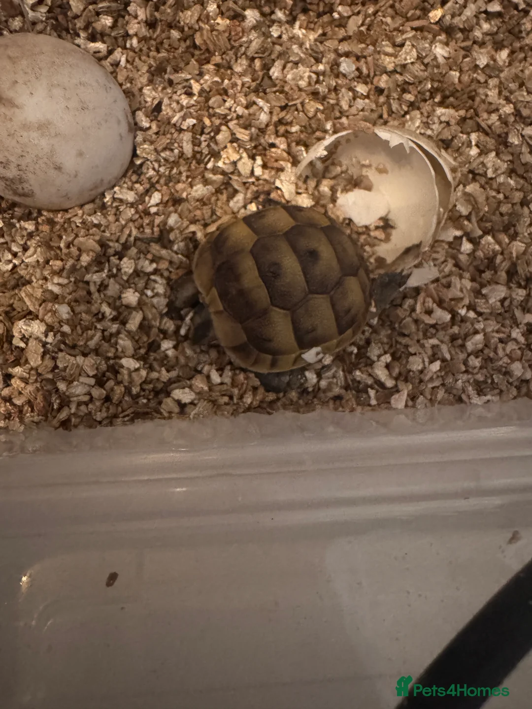 Tortoise reptiles for sale: Hatchling spur thigh tortoises  - Advert 1