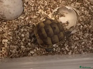 Tortoise reptiles Hatchling spur thigh tortoises - Advert 1