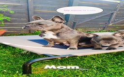 French Bulldog dogs for sale: 3 Girls - 2 Boys Frencbulldog Puppies - Image 14