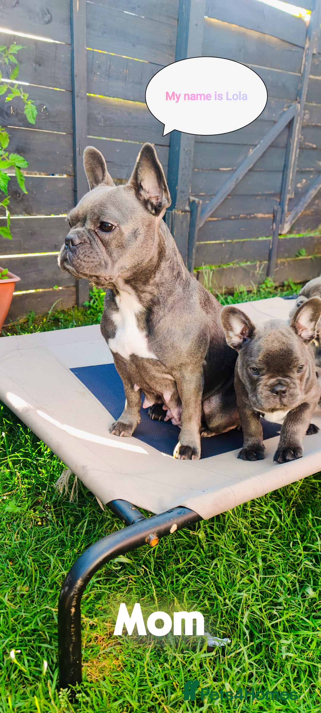 French Bulldog dogs for sale: 3 Girls - 2 Boys Frencbulldog Puppies - Image 14