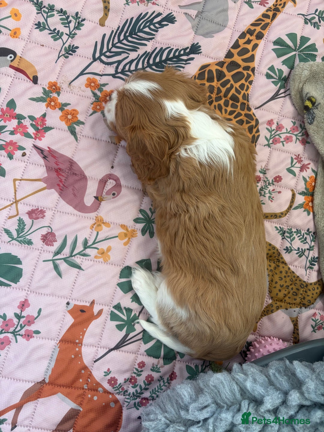 Cavalier King Charles Spaniel dogs for sale: Beautiful Cavalier King Charles Puppies - Advert 9