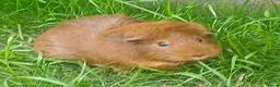 Guinea Pig rodents for sale: Healthy female to pair with another female in Manchester - Advert 3