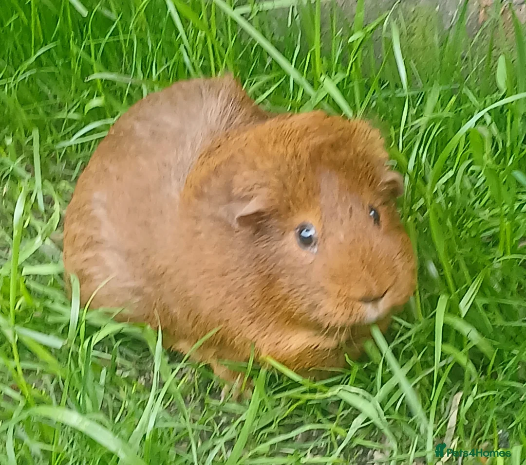 Guinea Pig rodents for sale: Healthy female to pair with another female in Manchester - Advert 3