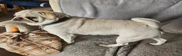 Pug dogs for sale: Maskless Cream Pug 3 yrs old  - Advert 6