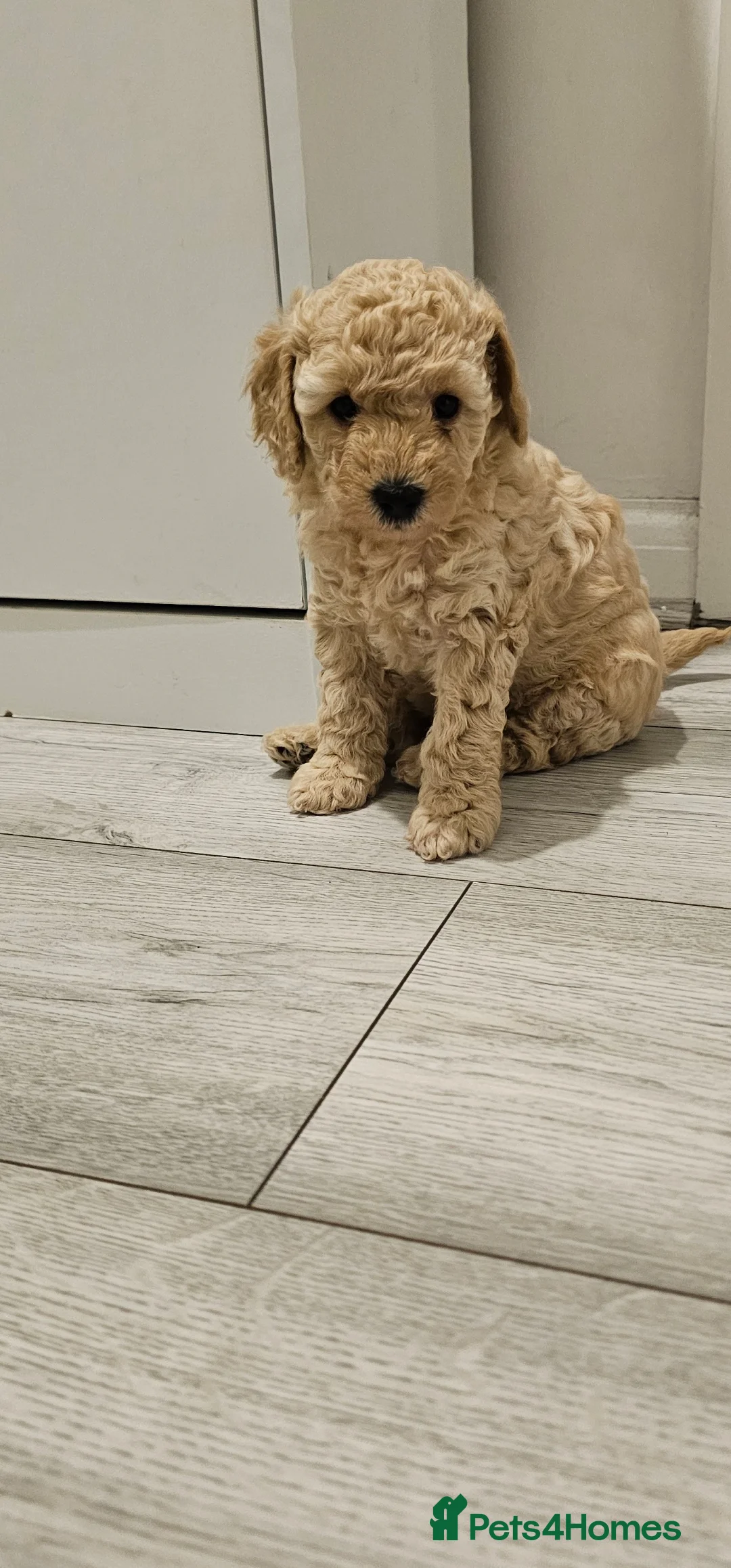 Toy Poodle dogs for sale: Now Ready for their forever loving home - Advert 2