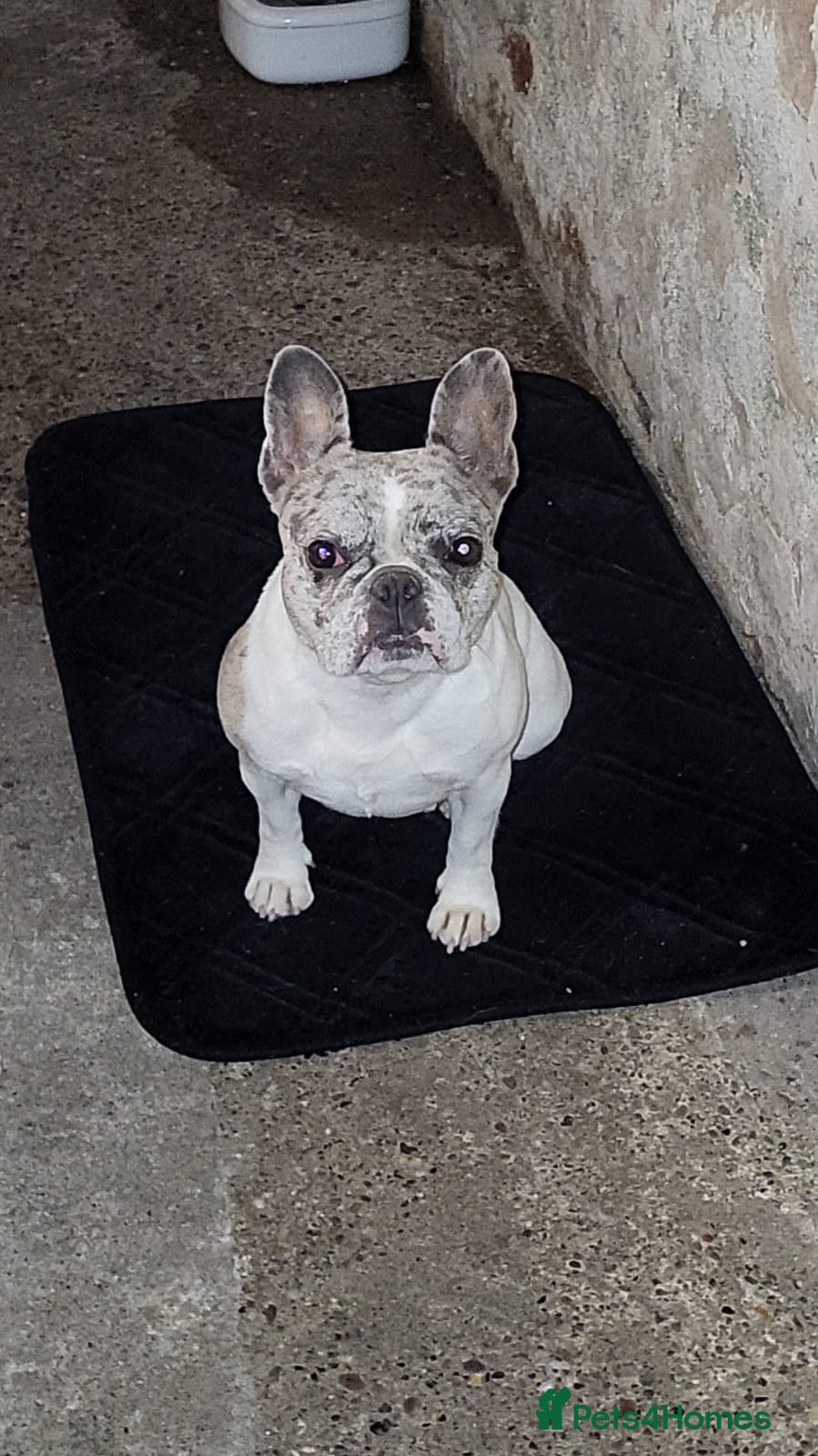 French Bulldog dogs for sale: french bulldog puppies in Nottingham - Advert 2