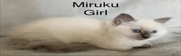 Ragdoll cats for sale: Beautiful GCCF Pedigree Ragdoll Kittens - Advert 5