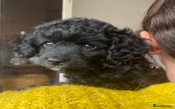 Cavapoochon dogs for sale: DNA clear, home raised, happy Cavapoochon Puppies - Image 7