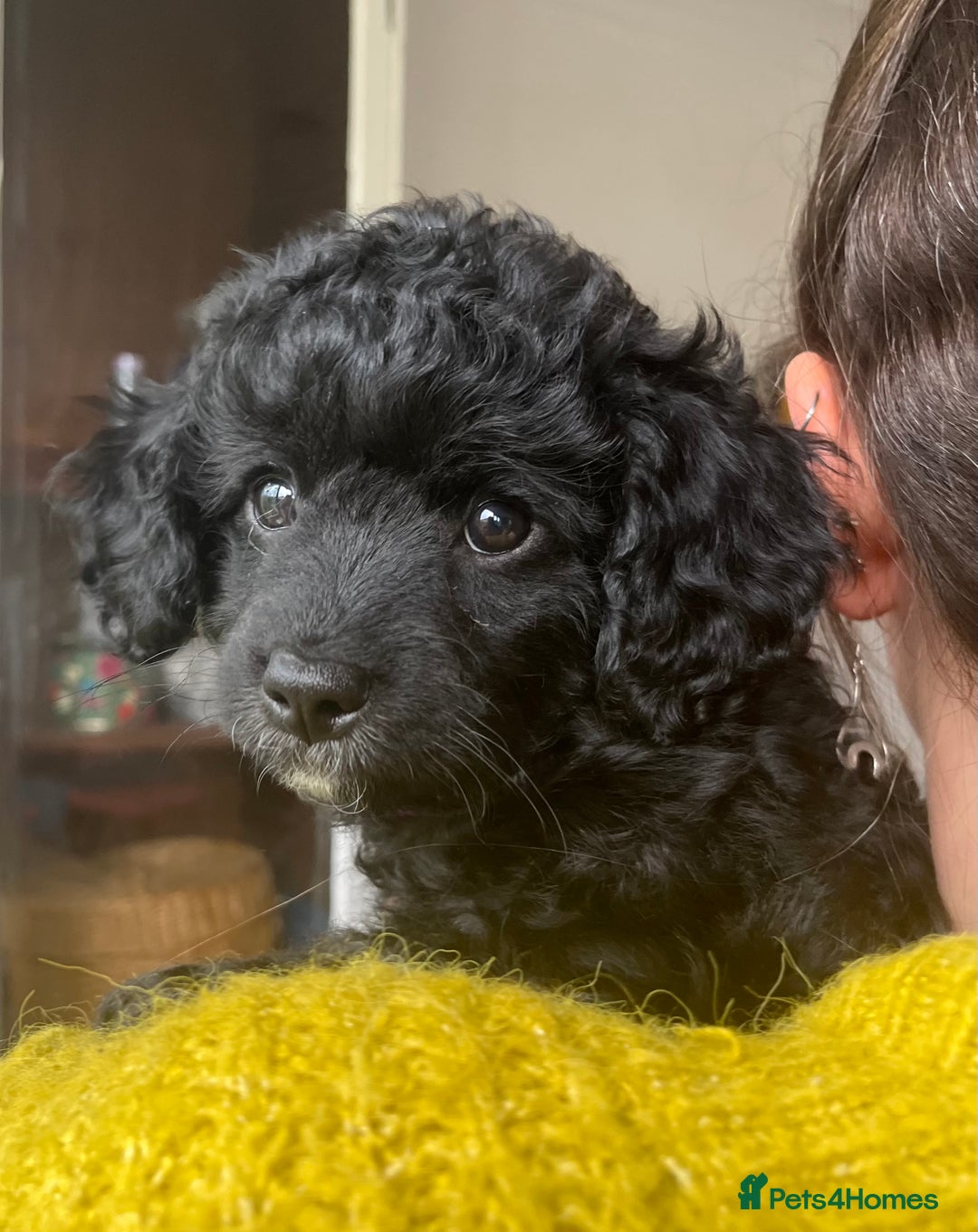 Cavapoochon dogs for sale: DNA clear, home raised, happy Cavapoochon Puppies - Image 7
