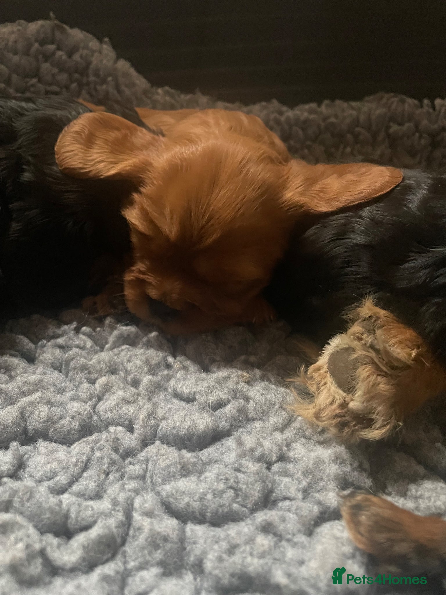 Cavalier King Charles Spaniel dogs for sale: King Charles cavalier babies  - Advert 37