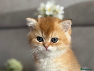 British Shorthair cats ✨ Golden BSH girls Looking for Loving Homes ✨ - Advert 1