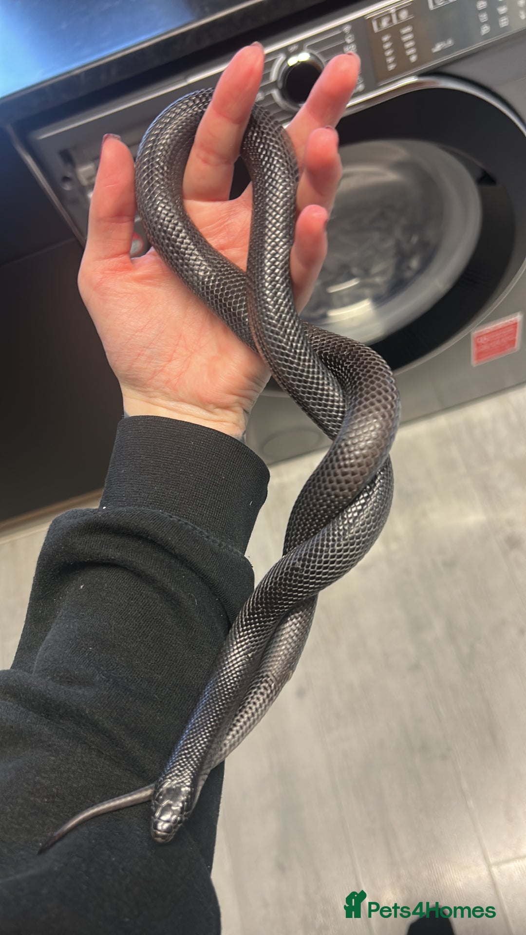 King Snake reptiles for sale: Mexican Black Kingsnake & Full Setup  - Image 2