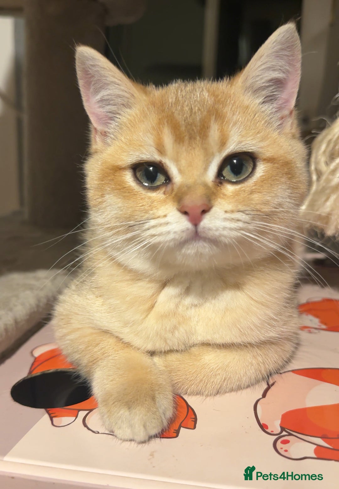 British Shorthair cats for sale: 🐾 British Shorthair Kittens — TICA Registered 🐾 - Advert 8