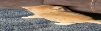 Mixed Breed Kitten 2