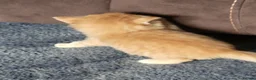 Mixed Breed cats for sale: Beautiful kittens in Cambridge - Advert 10