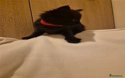 Maine Coon cats for sale: 5 week old Pure Bred Maine Coons for sale. - Image 2