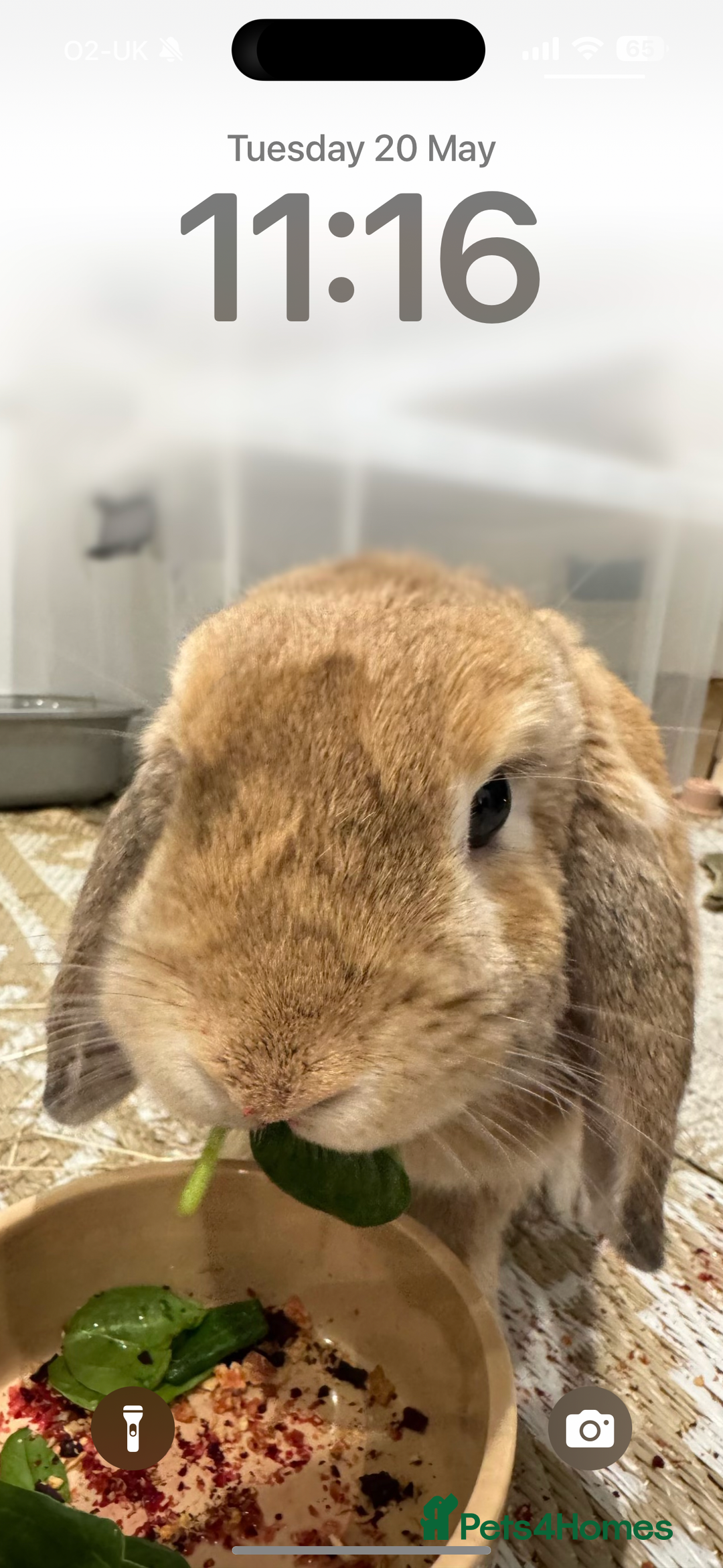 Mini Lop rabbits for sale: 2 house bunnies but can be taken separately  - Image 2