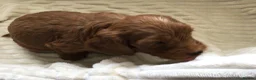 Cockapoo dogs for sale: Beautiful f2 cockapoo puppies - Advert 30