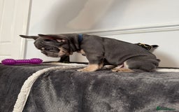French Bulldog dogs for sale: Kc Registered 5 Generation Pedigree Quality  - Image 15