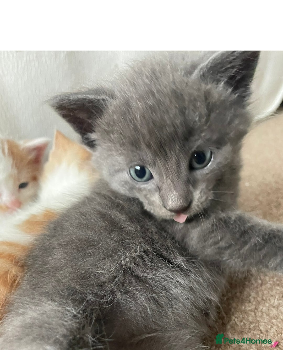 Mixed Breed cats for sale: 5 Beautiful & Friendly kittens for sale  - Advert 22
