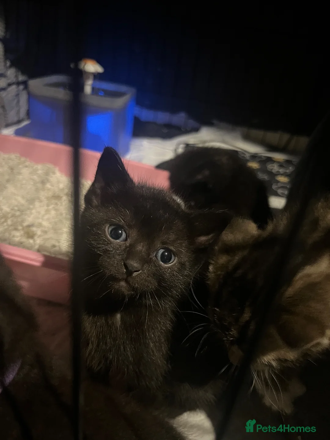 Mixed Breed cats for sale: Kittens - Advert 1