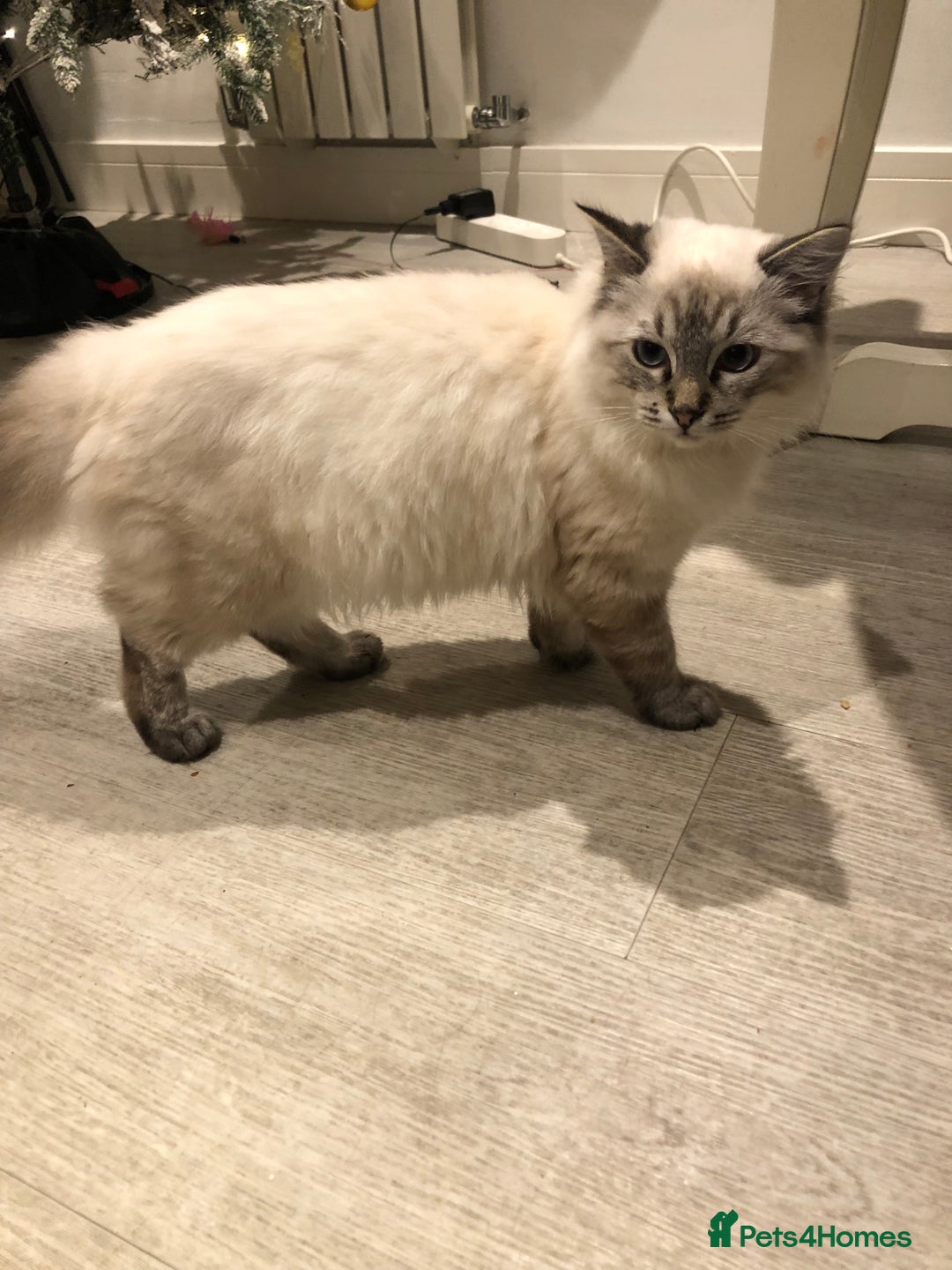 Ragdoll cats for sale: Male Ragdoll  - Advert 3