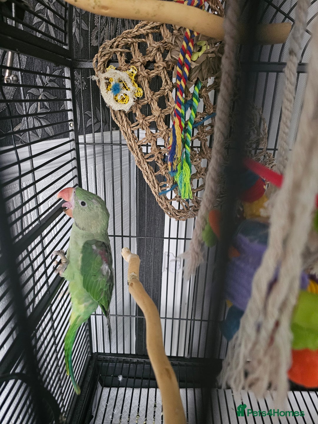 Parrots birds for sale: Baby alexandrine parrot - Image 2