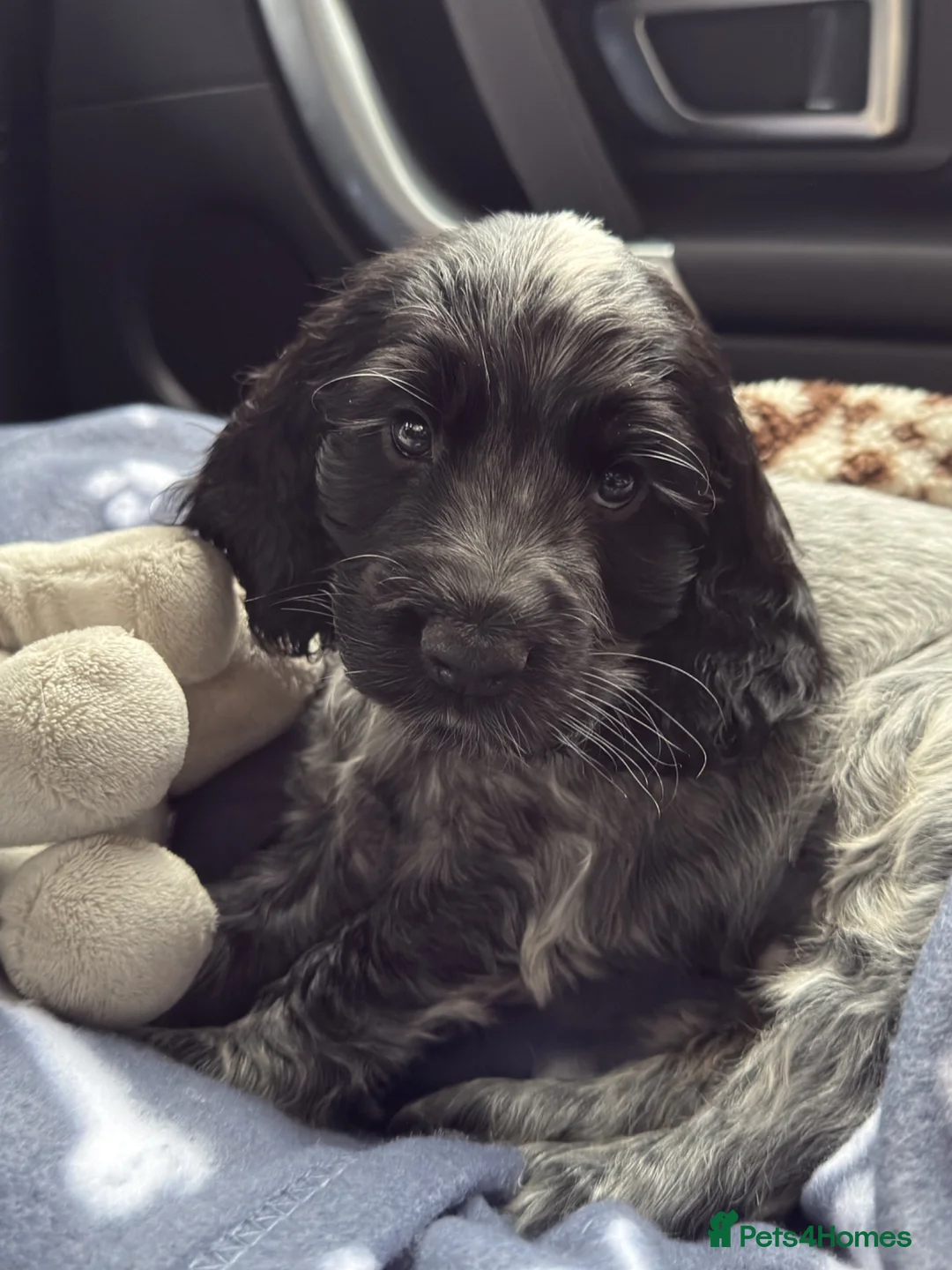 Cocker Spaniel dogs for sale: English Cocker Spaniel in Weston-super-Mare - Advert 2