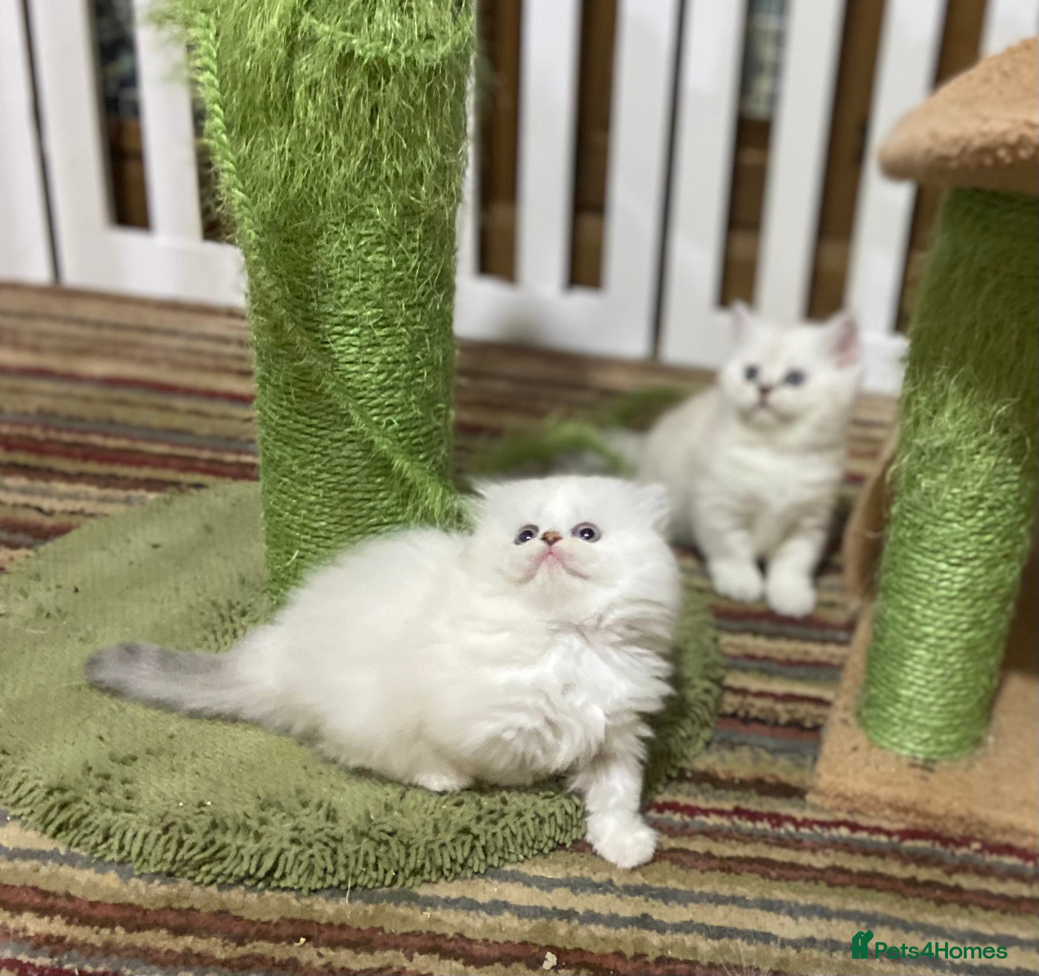 Munchkin cats Full Pedigree Munchkin Kittens( 7 weeks old)  - Advert 3