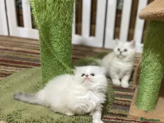 Munchkin cats Full Pedigree Munchkin Kittens( 7 weeks old) - Advert 3