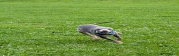 Italian Greyhound dogs for stud: KC registered Italian greyhound for stud - Advert 5