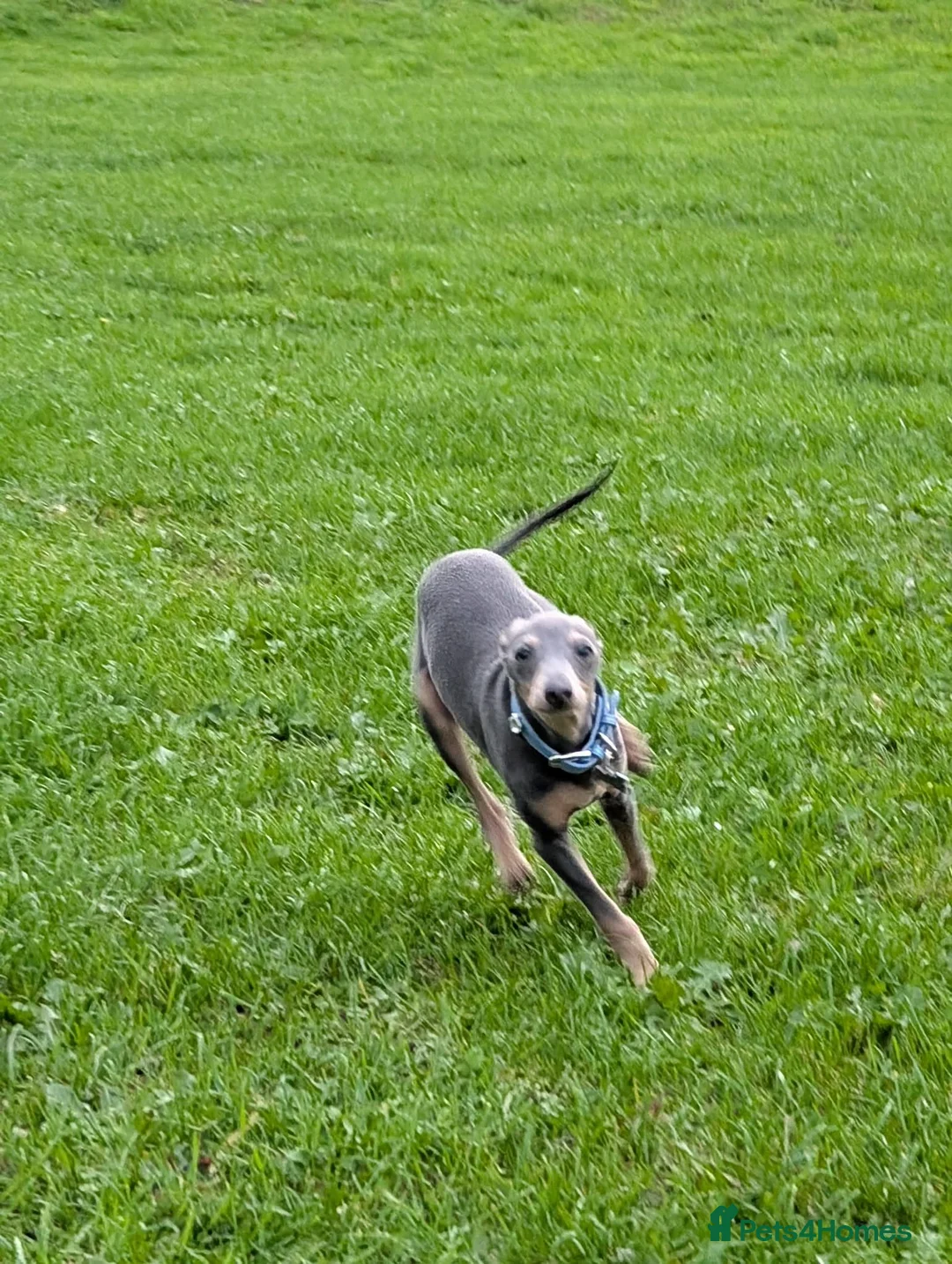 Italian Greyhound dogs for stud: KC registered Italian greyhound for stud - Advert 5