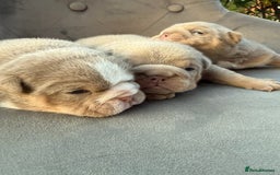 English Bulldog dogs for sale: KC Quality English Bulldogs  - Image 13