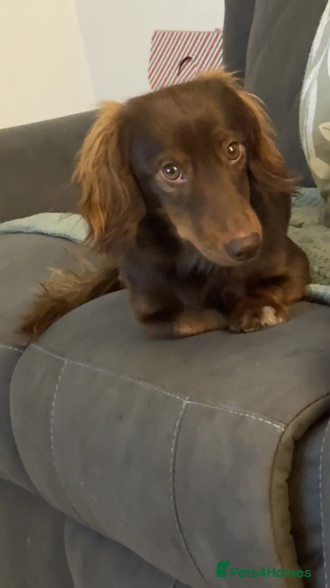 Miniature Dachshund dogs for stud: Miniature long haired dachshund  - Advert 3