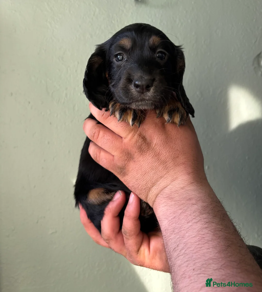 Cocker Spaniel dogs for sale: KC Registered Puppies for sale - Advert 2