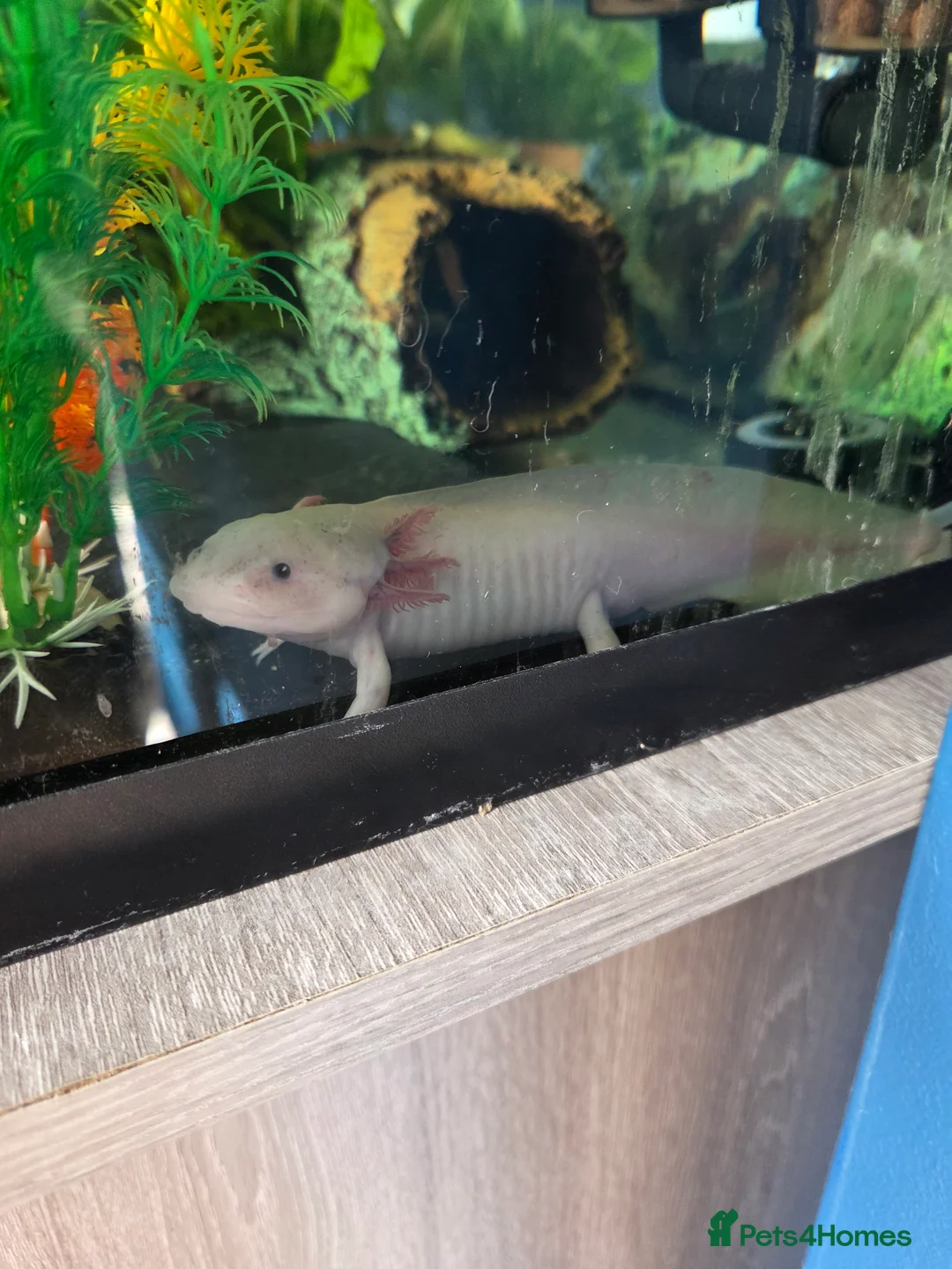 Axolotl reptiles for sale: Pink Axolotl for sale - Advert 2