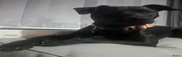 Patterdale Terrier dogs for sale: 3 year old Patterdale terrier  in Jarrow - Advert 8