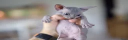 Sphynx cats for sale: Gorgeous silver Sphynx girl - Advert 2