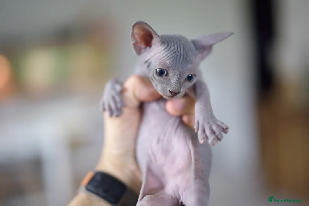Sphynx cats for sale: Gorgeous silver Sphynx girl - Advert 2