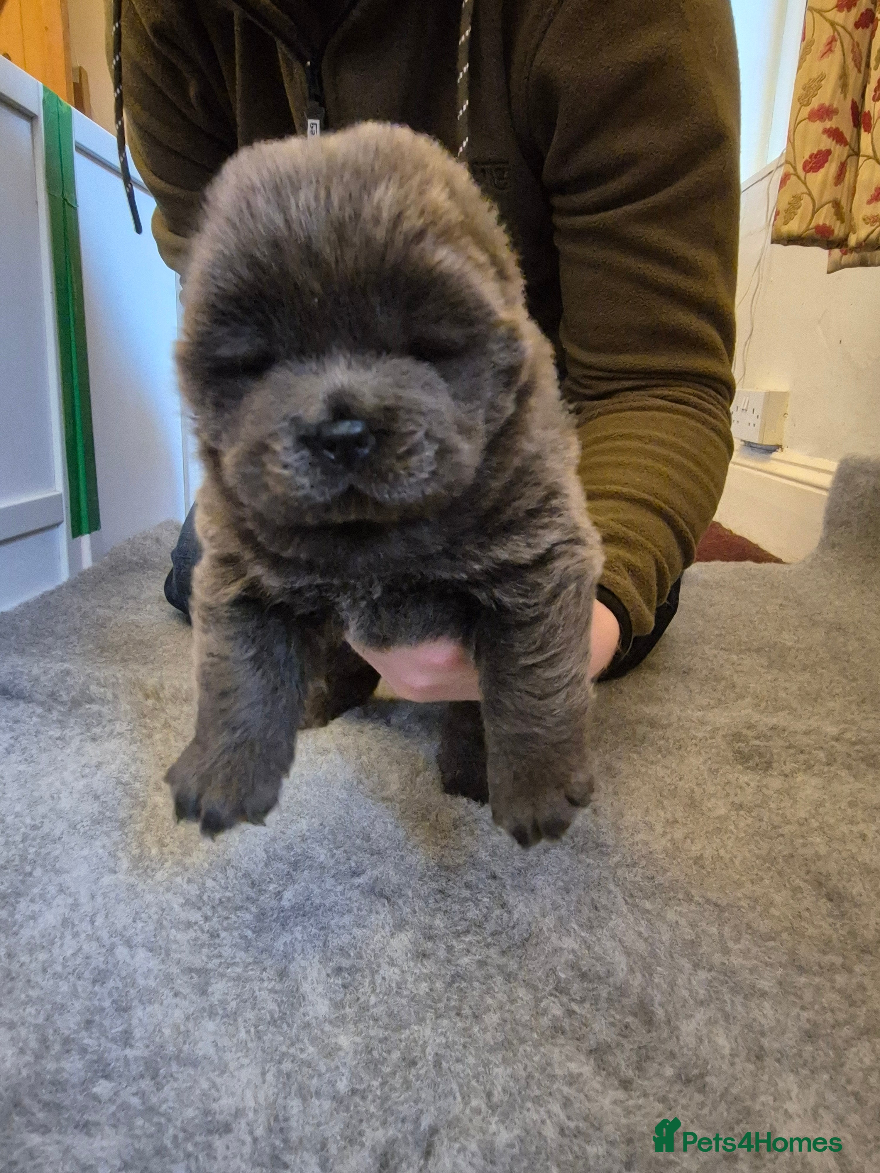 Chow Chow dogs Adorable Chow Chow puppies. Ready 21st January - Advert 4